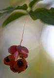 Spindle-berry