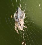 Cyclosa conica