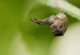 Hyptiotes paradoxus