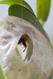 At home - Cheiracanthium sp. (punctorium?)