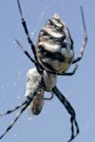 Argiope lobata