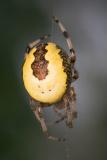 Araneus marmoreus