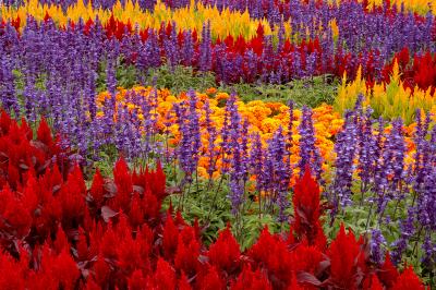 Flower Bed