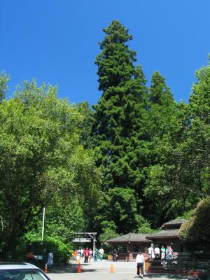 Muir Woods