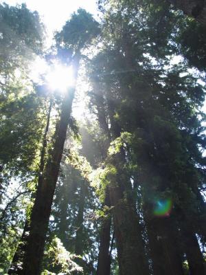 Redwoods