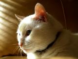 20041114  / Pensive