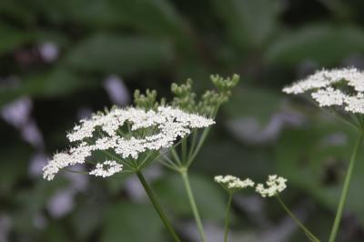 PICT0582.JPG