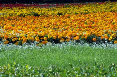 Flowers & plants