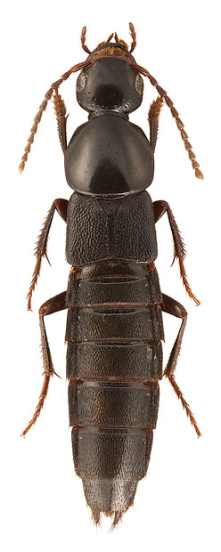 Algon chinensis (Fam. Staphylinidae), China