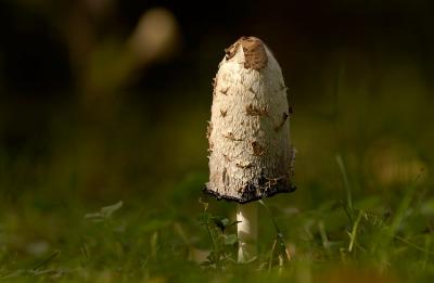 Coprinus comatus