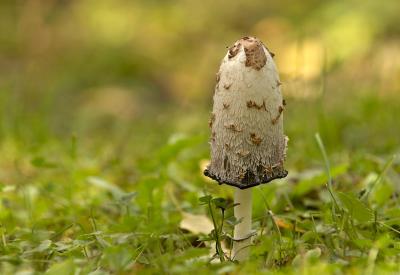 Coprinus comatus