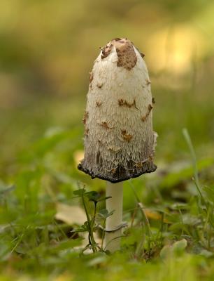 Coprinus comatus