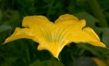 Pumpkin flower