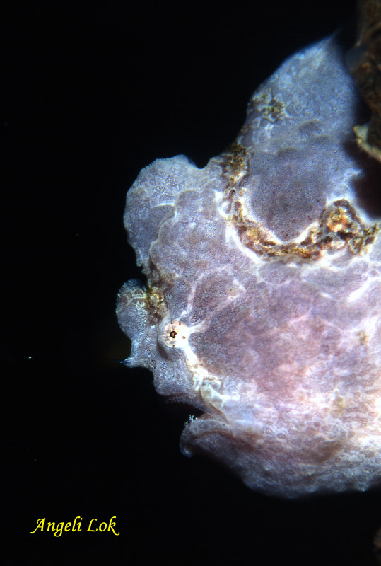 Giant frogfish