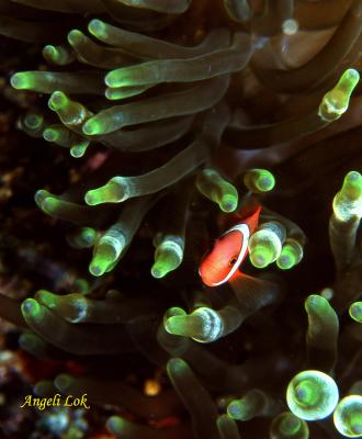 Spine cheek anemone