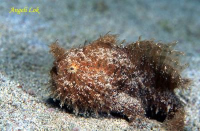 Hairy frogfish