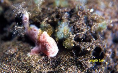 Pink Baby Frogfish