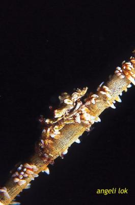 Horn Shrimp