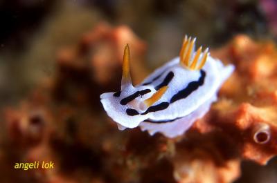 Chromodoris michaeli