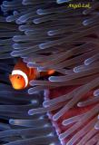 Clown anemone