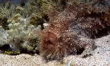 Hairy frogfish