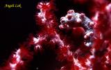 Red pygmy seahorse