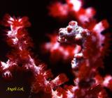 Red pygmy seahorse