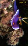 Hypselodoris royal