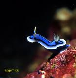 Chromodoris annae 2