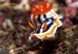 Chromodoris magnifica