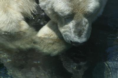 Reflective Bear