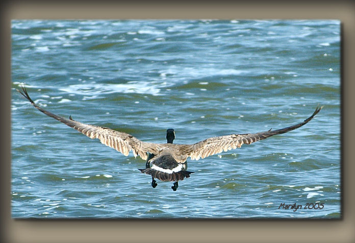 wings up ... 