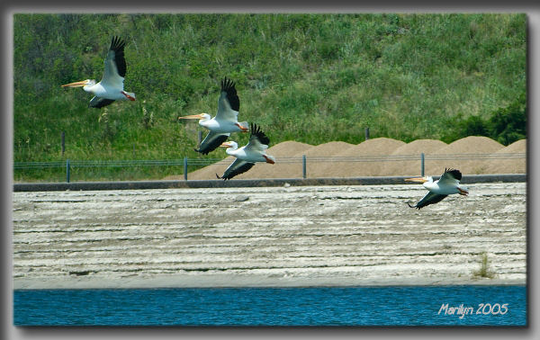 fly away, fly away ... fast as you can