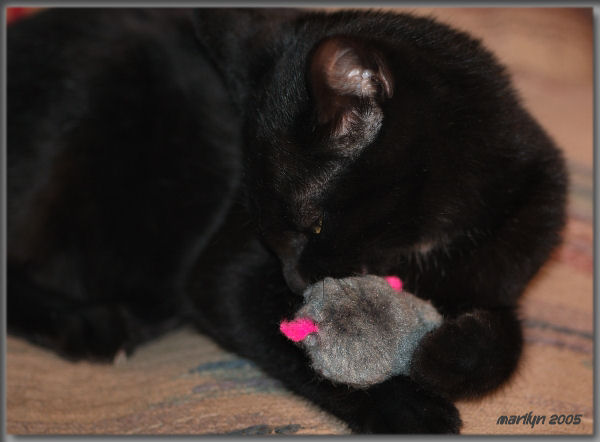 i LUV my mouse ... 