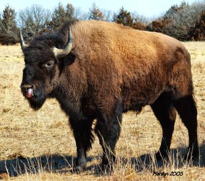 Buffalo. Longhorns, Cattle ...