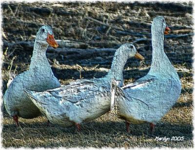 v3/51/341751/3/40258565.fowl116EF.jpg