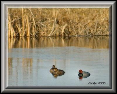 'trying to see my refection in the pond ... '