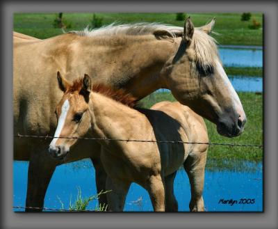 mammas and babies ...