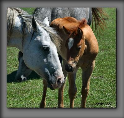 v3/51/341751/3/44556482.horses59.jpg