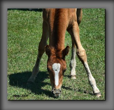 'bracing myself, bending ... yipeeee grass at last!!!'