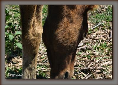 v3/51/341751/3/44557198.horses42.jpg