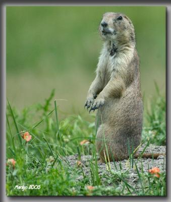 'maybe she'll throw me some food if i beg ... '