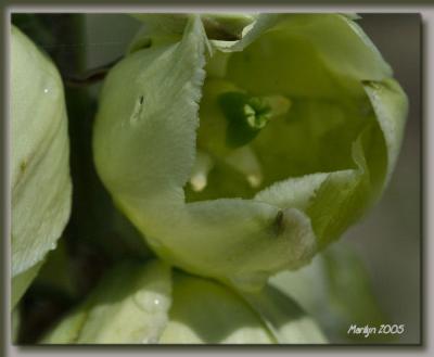 'yucca blooming ... '