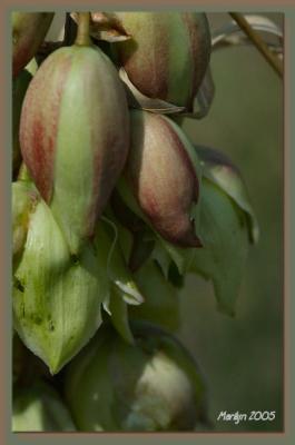 'thinking about blooming ... '