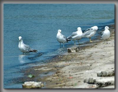 'chatting by the shore ... '