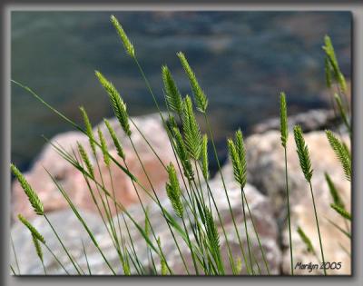 'a lil green along the shore ... '