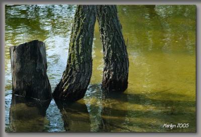 'macho tree ... '