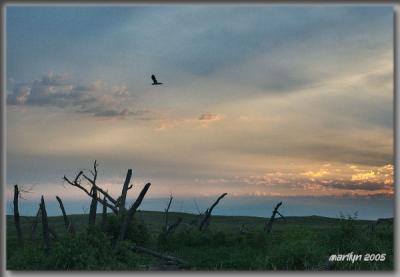 'early morning flight of the blue heron ... '