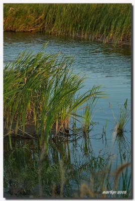 'Early morning along Willow Lake Rd ...'