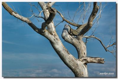 'Early morning along Willow Lake Rd ...'